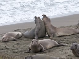 2008Elephant-Seals-29